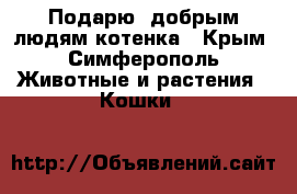 Подарю  добрым людям котенка - Крым, Симферополь Животные и растения » Кошки   